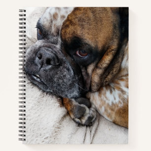 Treurige Victorian Bulldog Foto 8x11 Notitieboek