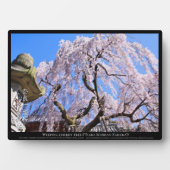 Treurkersboom ("Nara Ichiban-Zakura") Fotoplaat (voorkant)