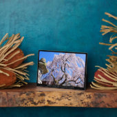 Treurkersboom ("Nara Ichiban-Zakura") Fotoplaat (Zijkant)