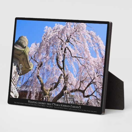 Treurkersboom ("Nara Ichiban-Zakura") Fotoplaat (Zijkant)