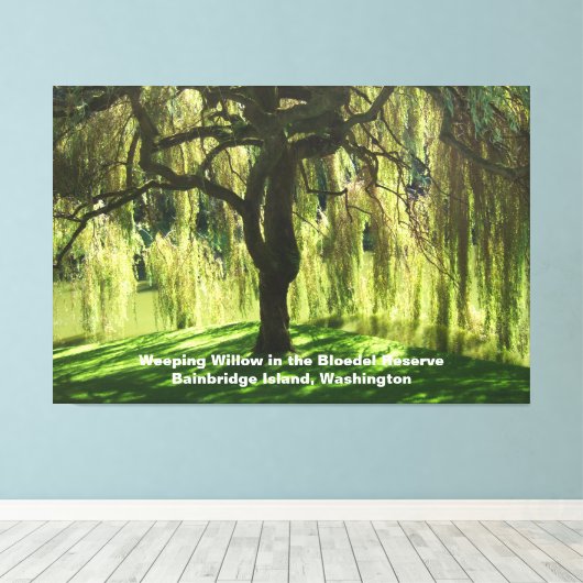 Treurwilg Bloedel Reserve Bainbridge Island Canvas Afdruk (Insitu (Houten vloer))