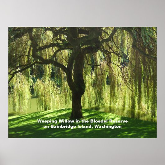 Treurwilg Bloedel Reserve Bainbridge Island Poster (Voorkant)