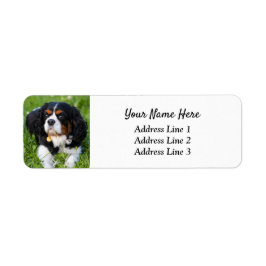 Tri Cavalier King Charles Return-adreslabel Etiket