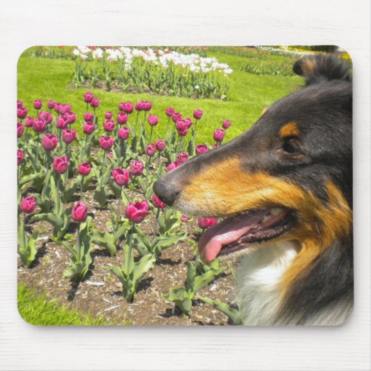 Tri Collie N de Tulps-Muismat Muismat (Voorkant)