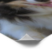 Tri Color Border Collie Face Poster (Hoek)