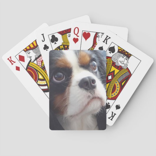 Tri-Color Cavalier King Charles die kaarten speelt (Achterkant)