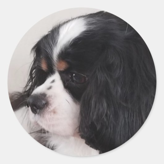 Tri Color Cavalier King Charles Ronde Sticker (Voorkant)