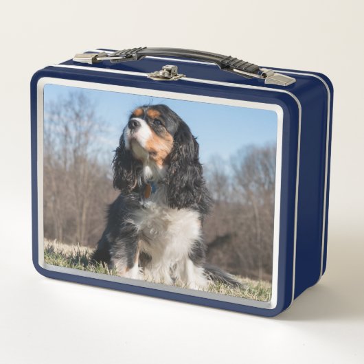 Tri Color Cavalier King Charles Spaniel (Voorkant)
