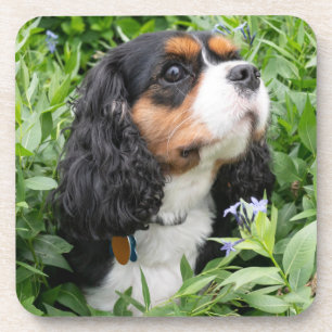 Tri Color Cavalier King Charles Spaniel Dog Bier Onderzetter
