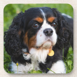 Tri Color Cavalier King Charles Spaniel Dog Bier Onderzetter