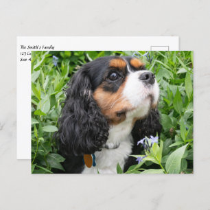 Tri Color Cavalier King Charles Spaniel Dog Briefkaart