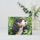 Tri Color Cavalier King Charles Spaniel Dog Briefkaart (Staand voorkant)