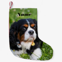 Tri Color Cavalier King Charles Spaniel Dog