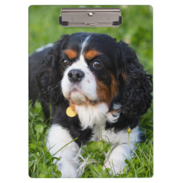 Tri Color Cavalier King Charles Spaniel Dog Klembord