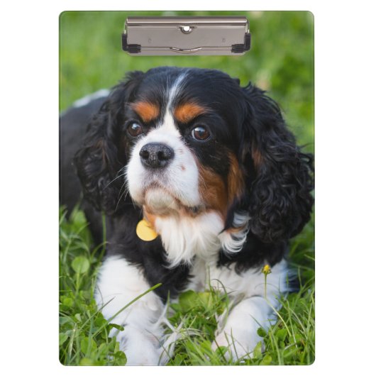 Tri Color Cavalier King Charles Spaniel Dog Klembord (Voorkant)