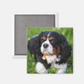 Tri Color Cavalier King Charles Spaniel Dog Magneet (Voorkant / Achterkant)
