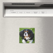 Tri Color Cavalier King Charles Spaniel Dog Magneet (Insitu (Vaatwasser))