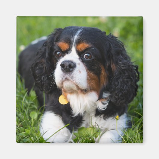 Tri Color Cavalier King Charles Spaniel Dog Magneet (Voorkant)
