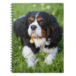 Tri Color Cavalier King Charles Spaniel Dog Notitieboek