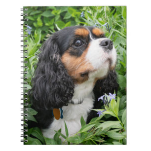 Tri Color Cavalier King Charles Spaniel Dog Notitieboek