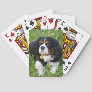 Tri Color Cavalier King Charles Spaniel Dog Pokerkaarten