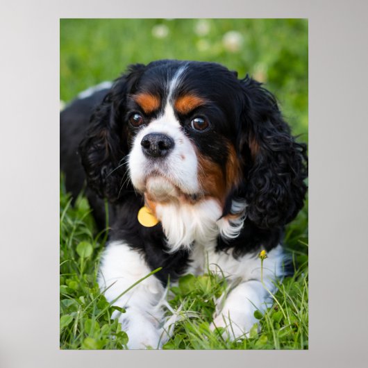 Tri Color Cavalier King Charles Spaniel Dog Poster (Voorkant)