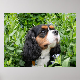 Tri Color Cavalier King Charles Spaniel Dog Poster