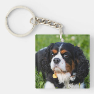 Tri Color Cavalier King Charles Spaniel Dog Sleutelhanger