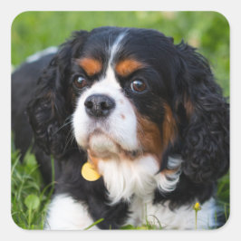 Tri Color Cavalier King Charles Spaniel Dog Vierkante Sticker