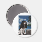 Tri color Cavalier King Charles Spaniel Magneet (Voorkant / Achterkant)