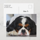 Tri Color Cavalier King Charles Spaniel Puppy Dog Briefkaart (Voorkant / Achterkant)