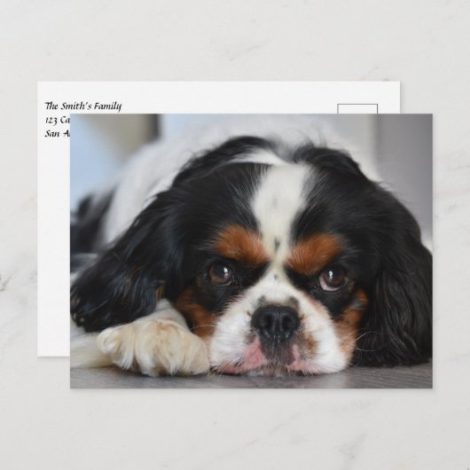 Tri Color Cavalier King Charles Spaniel Puppy Dog Briefkaart (Voorkant / Achterkant)