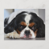 Tri Color Cavalier King Charles Spaniel Puppy Dog Briefkaart (Voorkant)