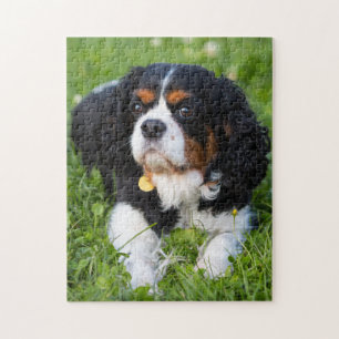 Tri Color Cavalier King Charles Spaniel Puppy Dog Legpuzzel