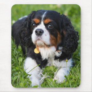 Tri Color Cavalier King Charles Spaniel Puppy Dog Muismat