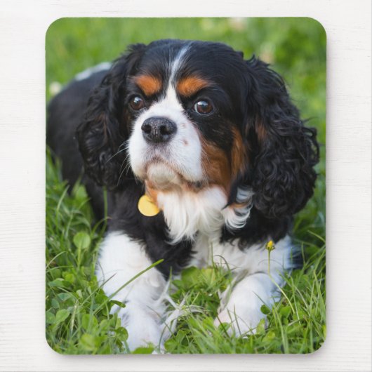 Tri Color Cavalier King Charles Spaniel Puppy Dog Muismat (Voorkant)