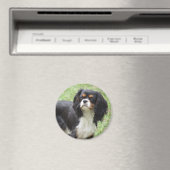 Tri Color Cavalier King Charles Spaniel Puppy Magneet (Insitu (Vaatwasser))