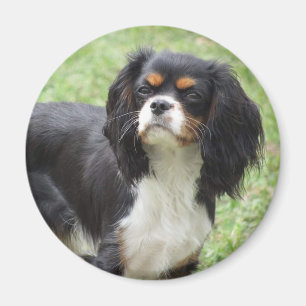 Tri Color Cavalier King Charles Spaniel Puppy Magneet