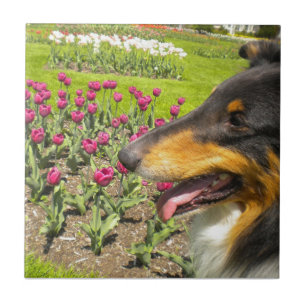 Tri-color Collie N Tulips Tile Trivet Tegeltje