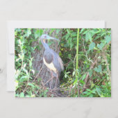 Tri-Color Heron Bouwen van een Nest (Voorkant)