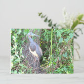 Tri-Color Heron Bouwen van een Nest (Staand voorkant)