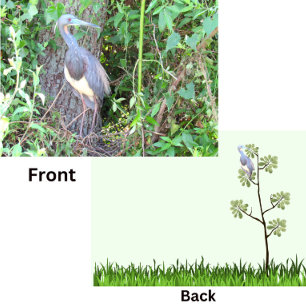 Tri-Color Heron Bouwen van een Nest