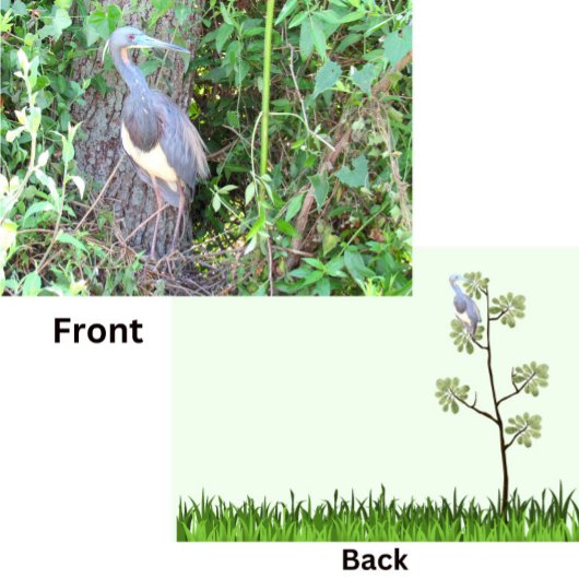 Tri-Color Heron Bouwen van een Nest