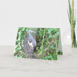 Tri-Color Heron Bouwen van een Nest Kaart