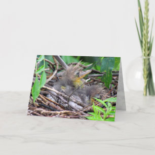 Tri Color Heron Chick Kaart