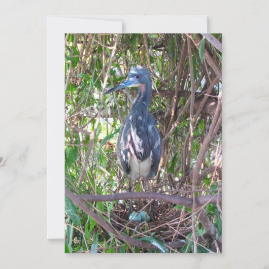 Tri-Color Heron op Nest met Eggs Flat Kaart (Voorkant)