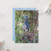 Tri-Color Heron op Nest met Eggs Flat Kaart (Voorkant / Achterkant in situ)