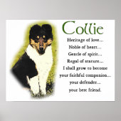 Tri Color Rough Collie Gifts Poster (Voorkant)