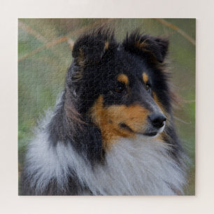 Tri-Color Sheltie (Shetland Sheepdog) Legpuzzel