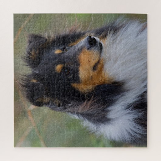 Tri-Color Sheltie (Shetland Sheepdog) Legpuzzel (Verticaal)